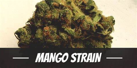 mango strain