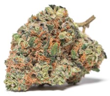 most popular cannabis seeds in 2025 e