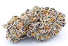 most popular cannabis seeds in 2025 p