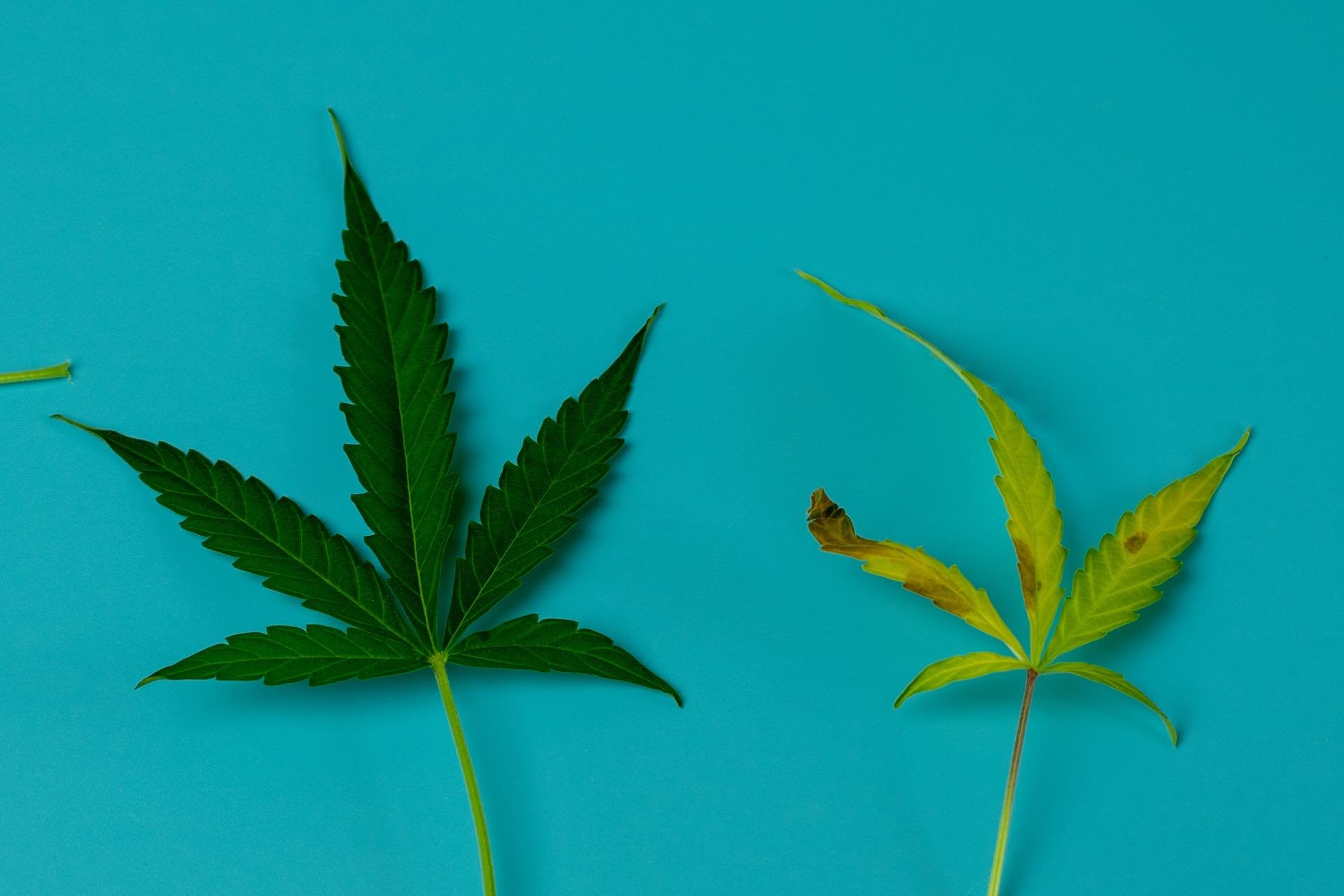 nutrient deficiency
