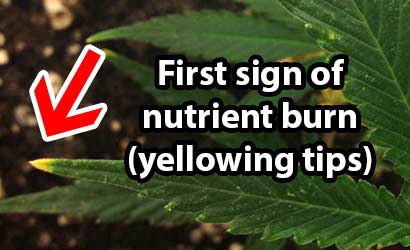 nutrient burn cannabis sm