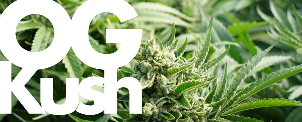 og kush cannabis profile