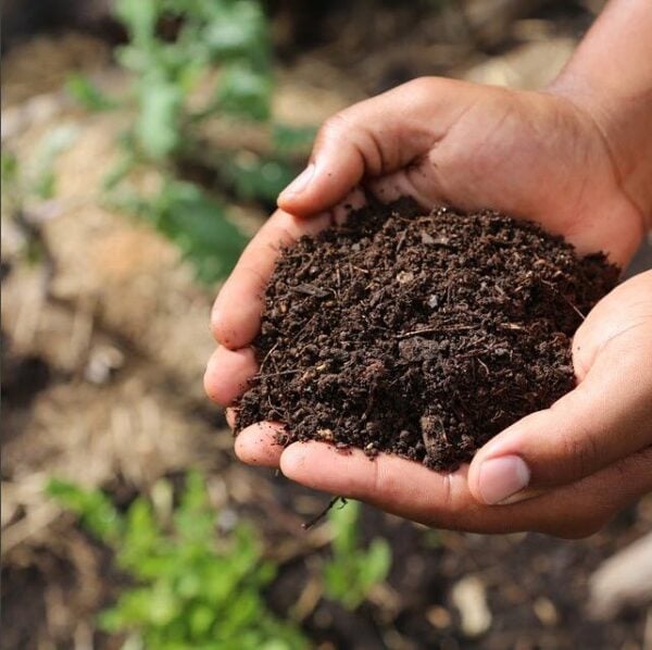 organic2