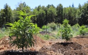 growing cannabis outdoors