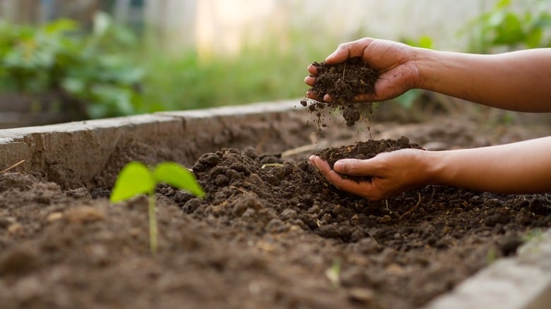 Understanding the Importance of Soil in Cannabis Cultivation