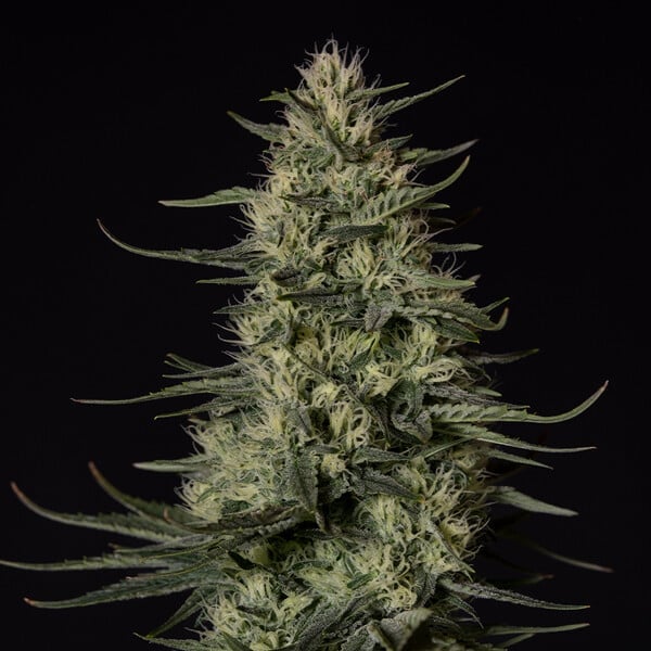 punch pie trichomes
