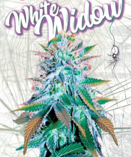 White Widow strain