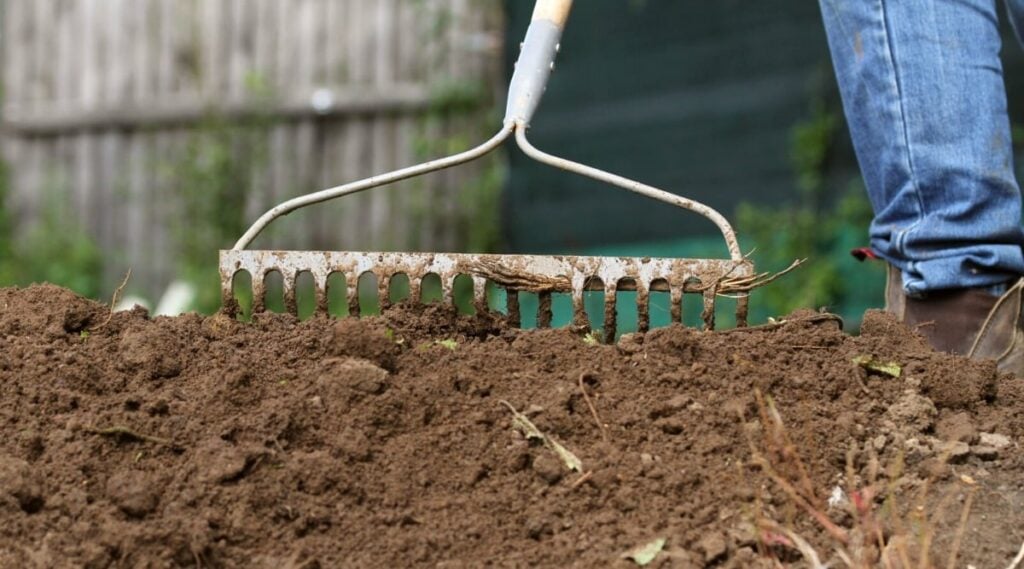 raking soil in the garden