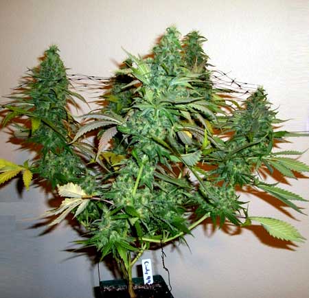right before harvest yellow leaves sm