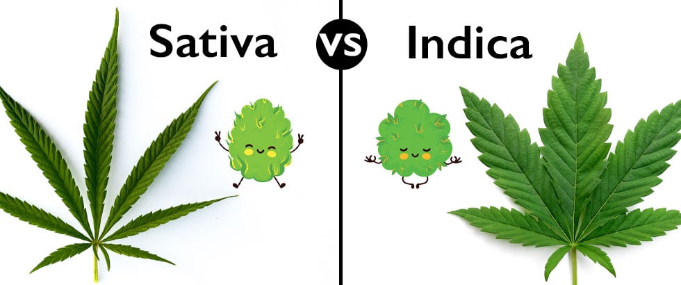 sativa vs indica