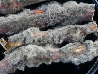 Seeds That Resist Mold and Mildew in Wet Areas