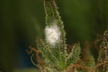 seeds that resist mold and mildew in wet areas c