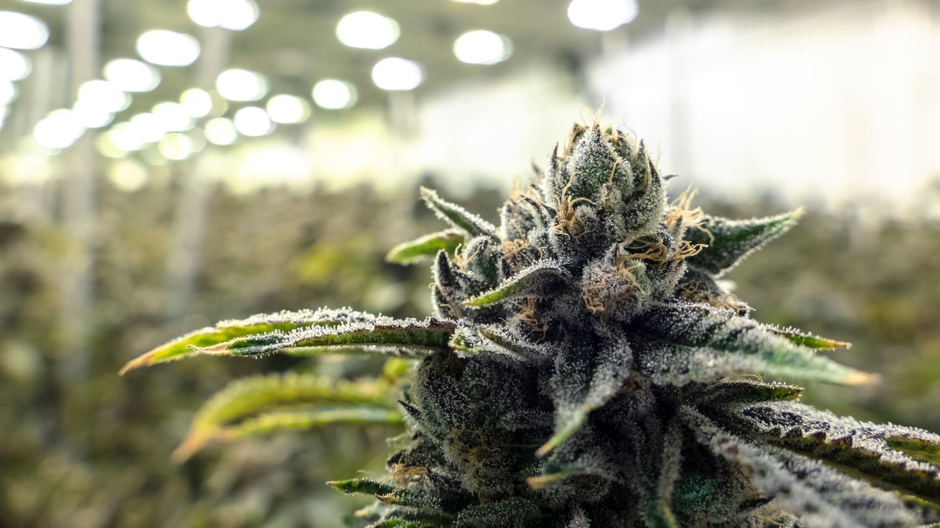 shoregrowllc 231195 to grow cannabis blogbanner1