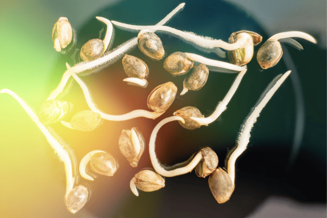 sprouted cannabis seeds