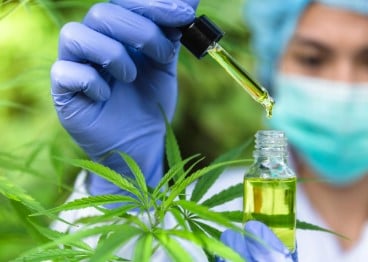 the difference between thc and cbd cannabis seeds b