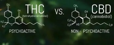 The Difference Between THC and CBD Cannabis Seeds: A Detailed Guide