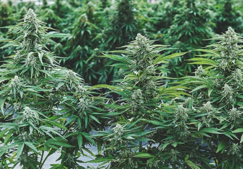 Increase Marijuana Yields with Indoor Cannabis Jars