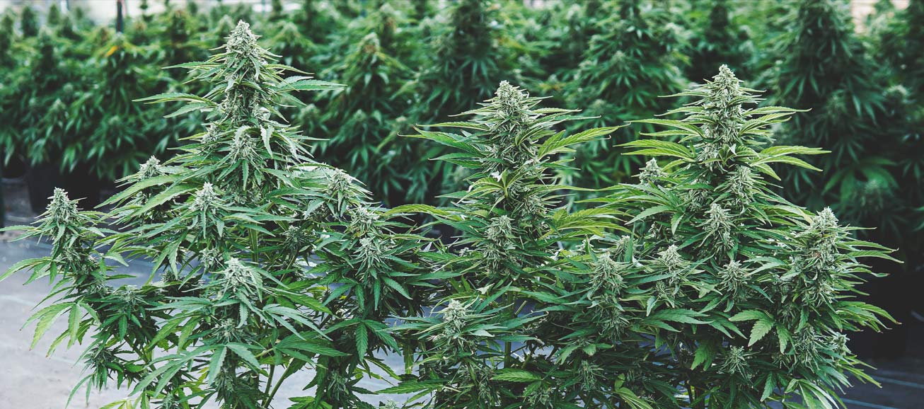 Increase Marijuana Yields with Indoor Cannabis Jars