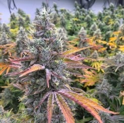 Top 10 Autoflower Cannabis Seeds in 2025