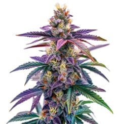 top 10 autoflower cannabis seeds in 2025 c