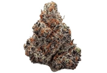 top 10 autoflower cannabis seeds in 2025 d