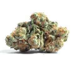 top 10 cbn strains r