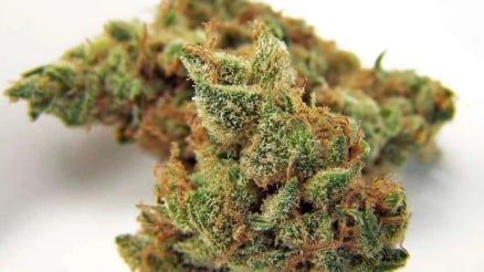 top 10 indica cannabis strains for relaxation b