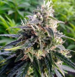 Top Cannabis Seeds for Pain Relief and Sleep