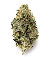 top cannabis seeds for pain relief and sleep d