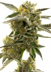 top cannabis seeds for pain relief and sleep g