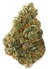 top strains for rosin pressing from seed c