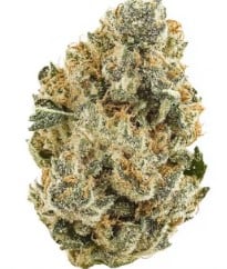 top strains for rosin pressing from seed d
