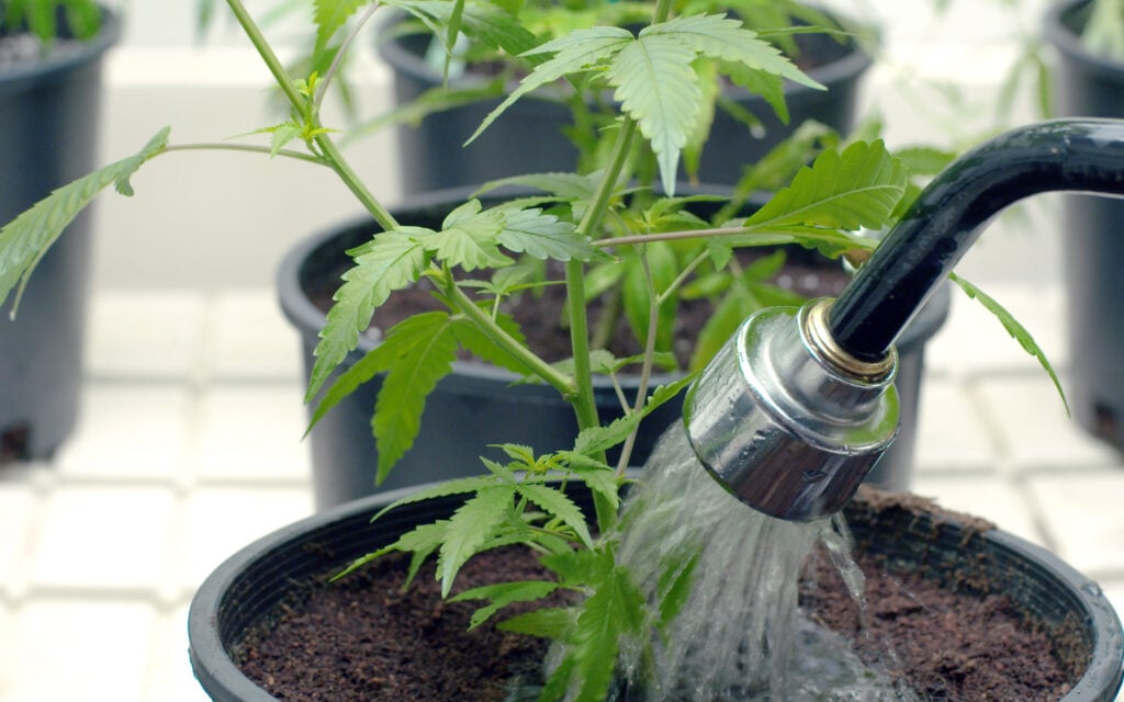 watering cannabis 2