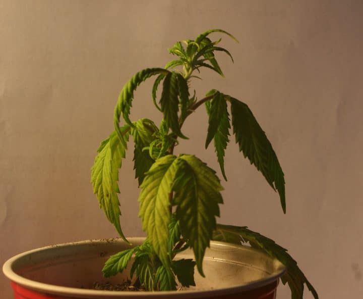 weed under watered