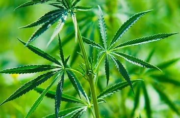 What states have legalized marijuana