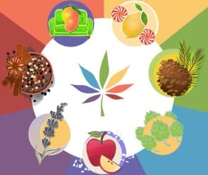why terpenes matter in cannabis seeds b