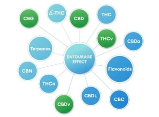 why terpenes matter in cannabis seeds d