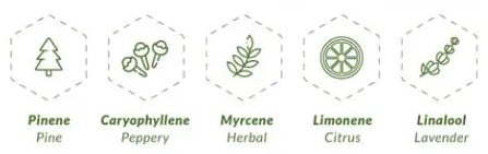 Why Terpenes Matter in Cannabis Seeds