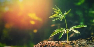 Young cannabis seedling emerging in natural soil under full sunlight, marking the early stages of outdoor cannabis cultivation